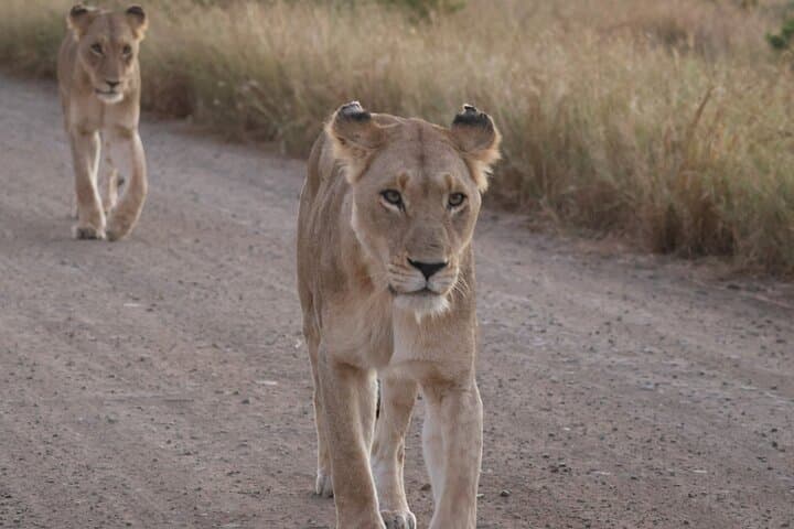Kruger National Park Private Full Day Safari from Hoedspruit