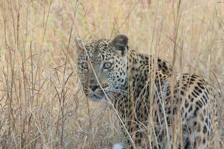 Kruger National Park Private Full Day Safari from Hoedspruit