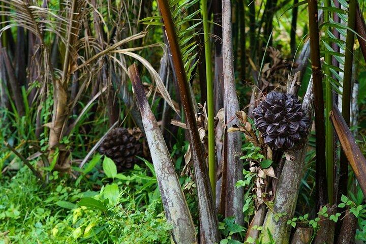 Can Tho Floating Market and Fruit Garden Tour