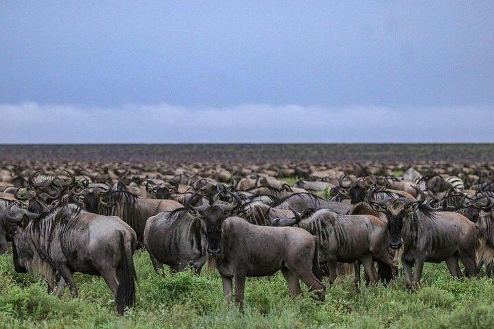 3 Days To Serengeti and Ngorongoro Crater Midrange