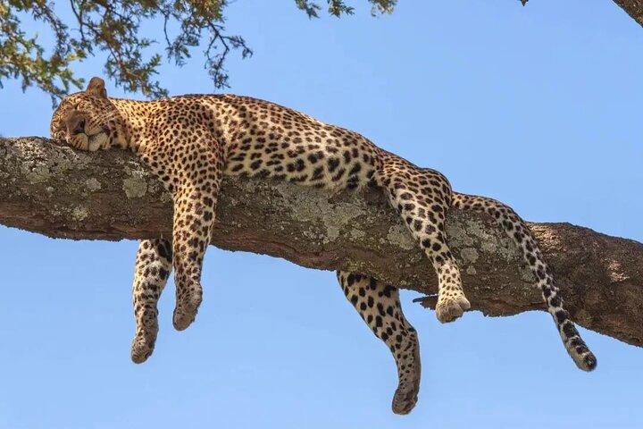 3 Days To Serengeti and Ngorongoro Crater Midrange