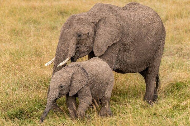 3 Days To Serengeti and Ngorongoro Crater Midrange