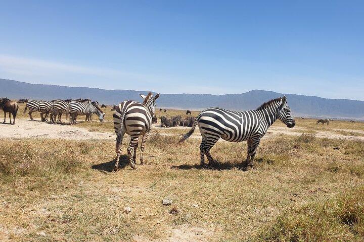 3 Days To Serengeti and Ngorongoro Crater Midrange