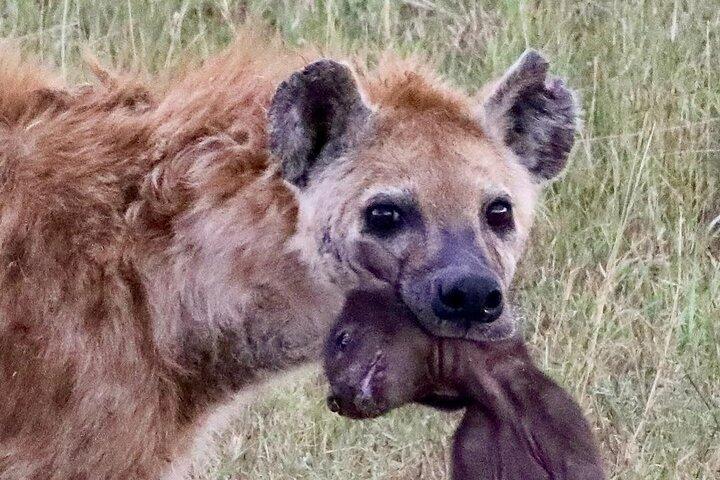 3 Days To Serengeti and Ngorongoro Crater Midrange