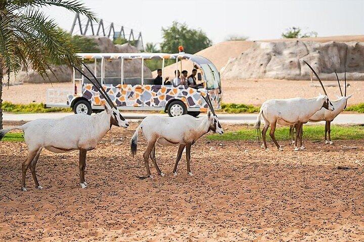 Dubai Safari Park Admission Tickets with optional transport