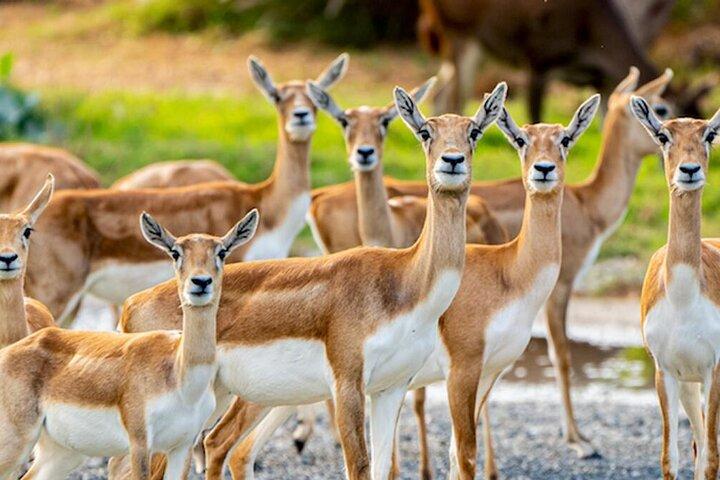 Dubai Safari Park Admission Tickets with optional transport