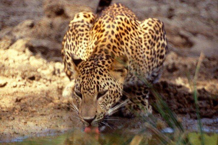 Yala National Park Half Day Safari - 4.30 a.m to 11.30 a.m
