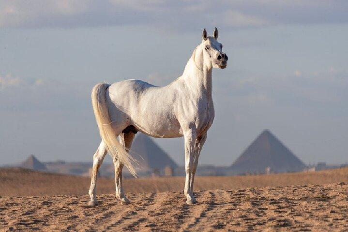 Sunrise Horse Ride Around Giza Pyramids