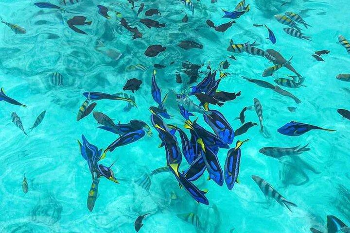Mnemba Island Snorkeling and Dolphin tour