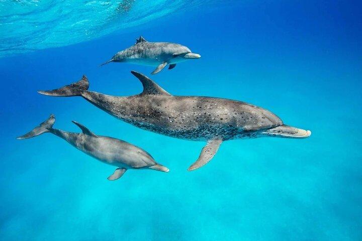 Full - Day Private Zanzibar Tour with dolphins & Sunset Beach