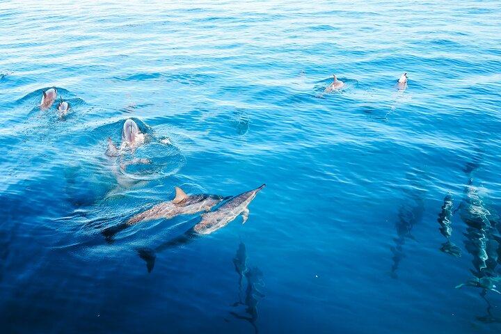 Kealakekua Bay Snorkel & Dolphin Safari In Kona Big Island (4hrs)