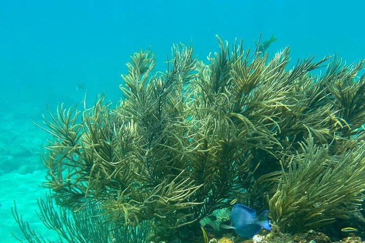 Coral Reef and Sea Turtle Snorkeling Experience