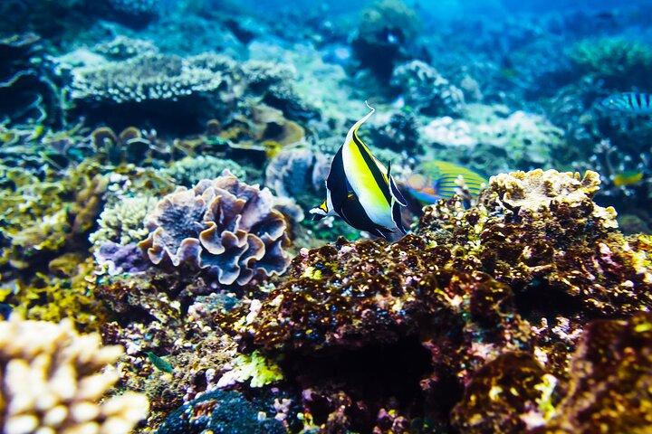 Gili Air : Private Snorkeling with 4 spots