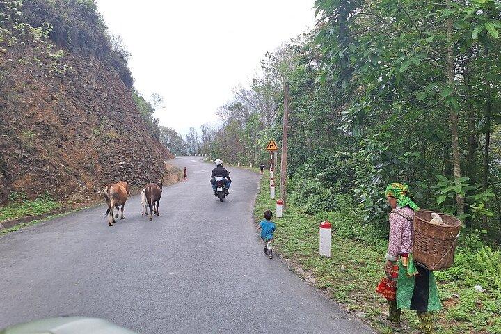 Solo Tour Motorbike Ha Giang loop 4Day 3Nights with Easy Rider