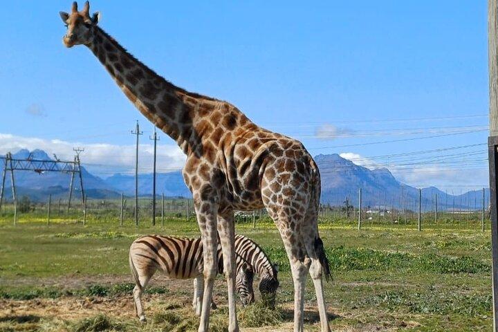 Cheetah Outreach Encounter & Giraffe House with Wine Tasting Tour