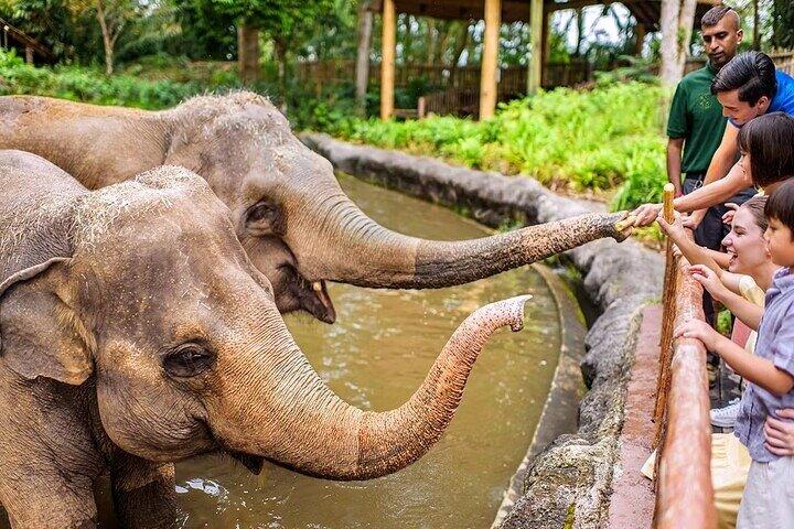 Singapore Zoo Tickets with Tram Ride