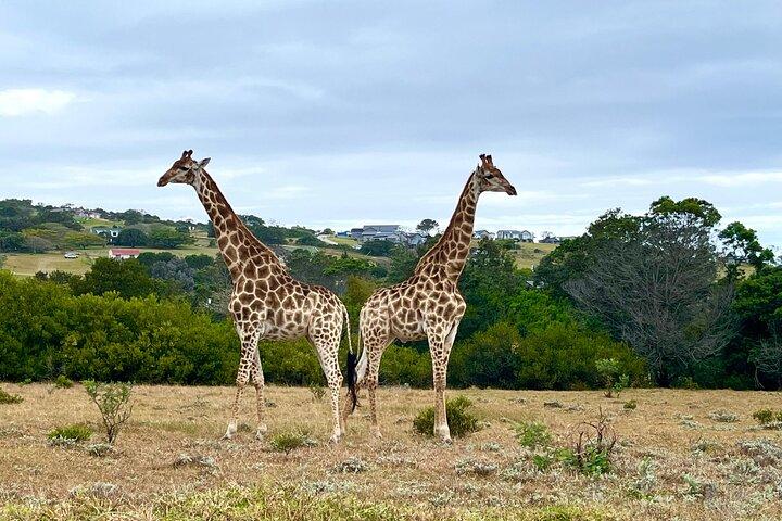 Kragga Kamma Game Drive and Scenic Coastal Tour in Port Elizabeth