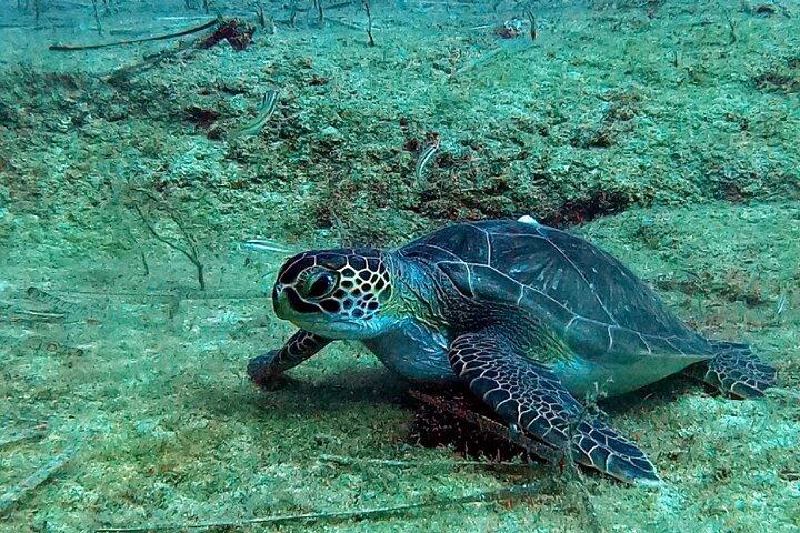 Private Scuba Diving Experience in Cyprus