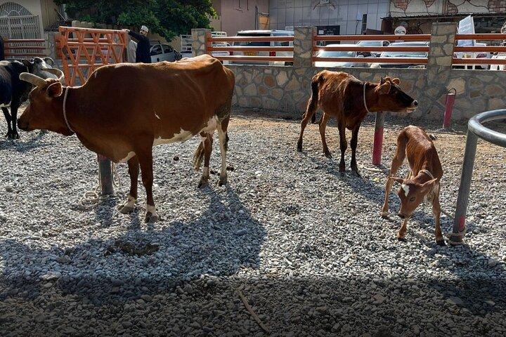 Full Day Friday Nizwa Animal Cattle Market & Jebel Akhdar Tour