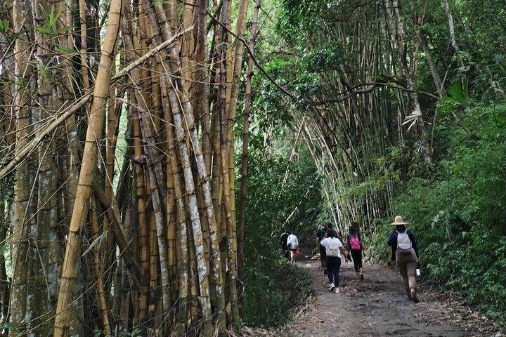 Minca Coffee Tour, Cocoa Tour and Waterfalls