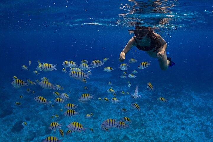 Cozumel Luxury Sailing & Snorkeling with Lunch and Open Bar Onboard