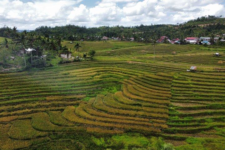 Can-umantad Falls and candijay rice terraces Eco Tour