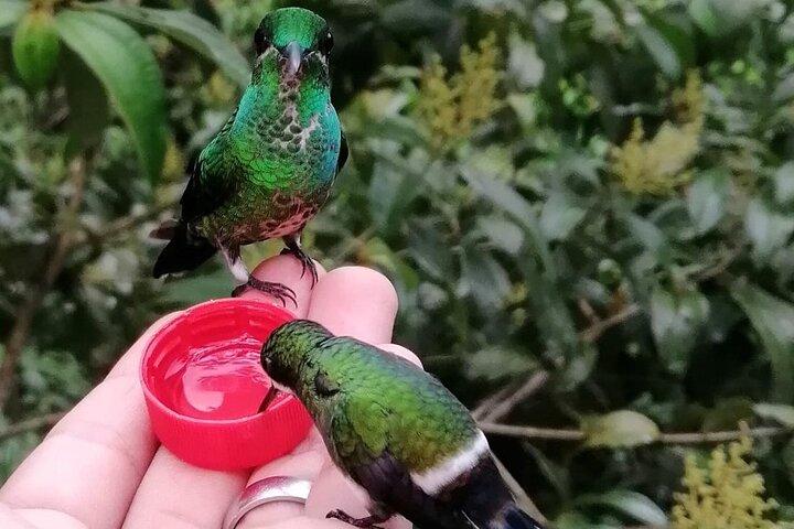 Chaquimallana Reserve : Mindo's Best Hummingbird Experience.