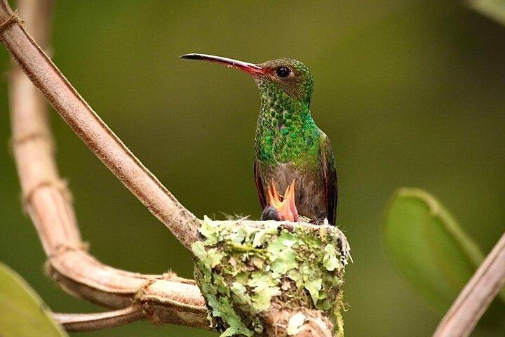Chaquimallana Reserve : Mindo's Best Hummingbird Experience.