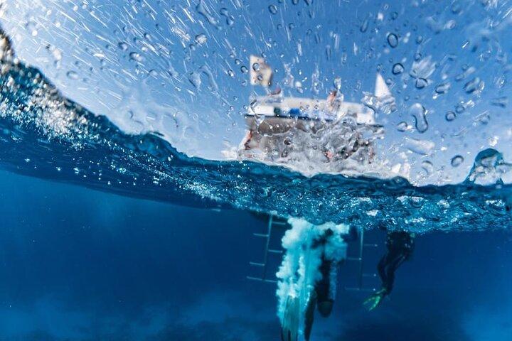 Cruise to White Island and Ras Mohamed - Sharm El Sheikh
