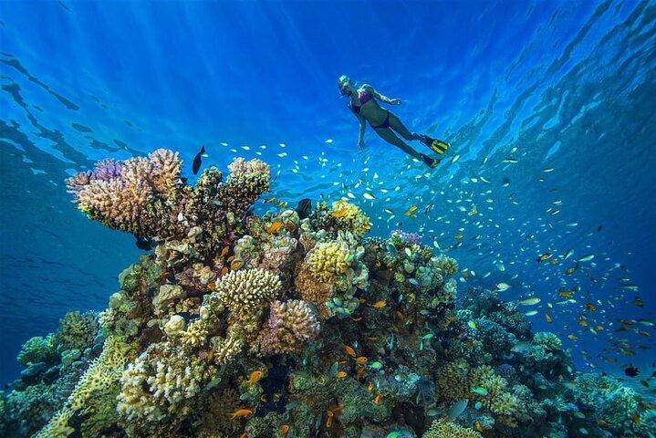 Cruise to White Island and Ras Mohamed - Sharm El Sheikh