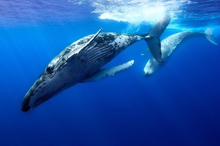 Private boat tour to swim with whales and sharks