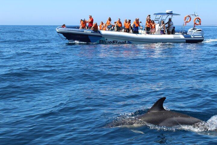 Benagil and Dolphin Watching Boat Tour with Marine Biologists