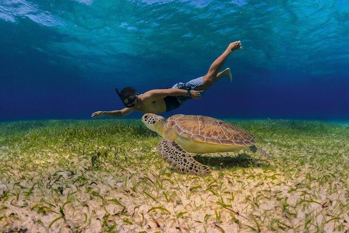 Cozumel Starfish and Tropical Reef Snorkeling by Powerboat with Lunch