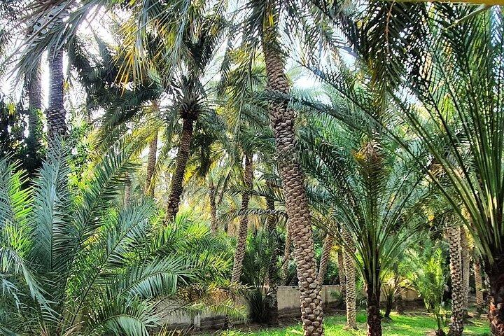 Private Full Day Al Ain City Tour