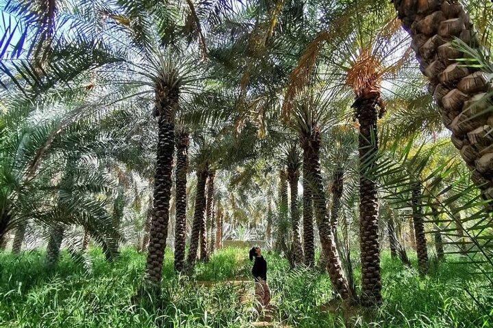 Private Full Day Al Ain City Tour