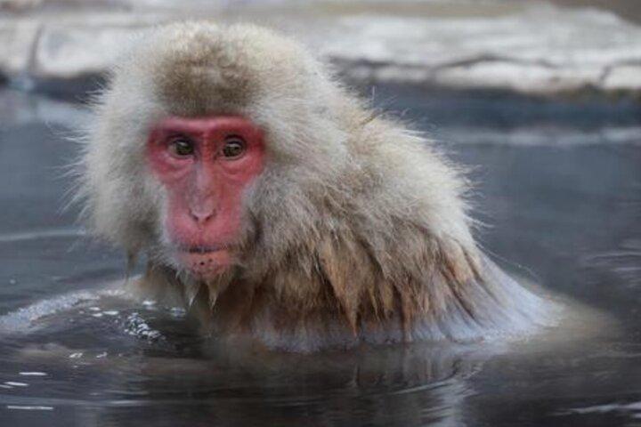 From Tokyo: Private Day Trip to Snow Monkey & Zenkoji