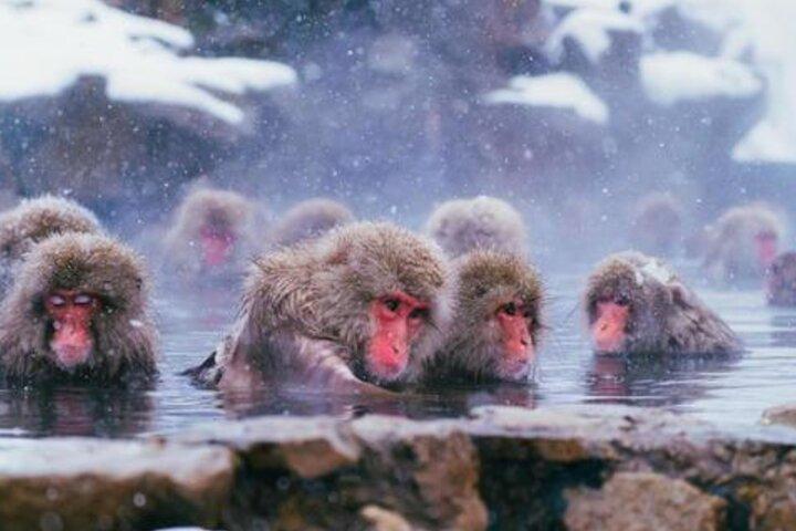 From Tokyo: Private Day Trip to Snow Monkey & Zenkoji