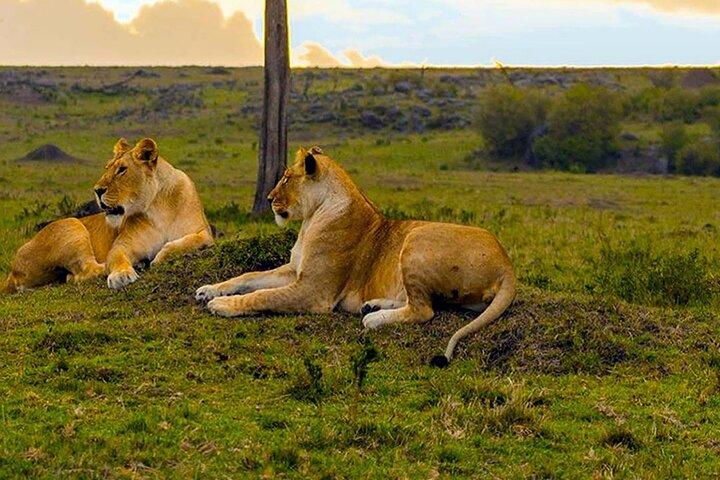 Private Half-Day Nairobi National Park Tour: Free Wifi Connection