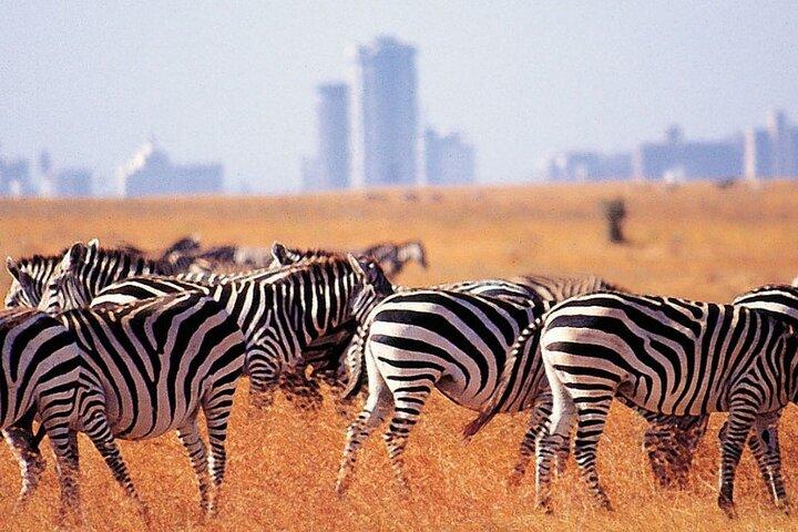 Private Half-Day Nairobi National Park Tour: Free Wifi Connection