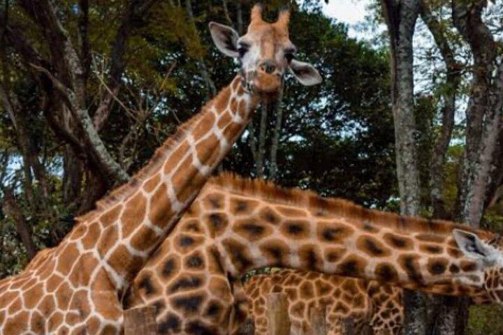 Giraffe Centre, Karen Blixen Museum and Beads Factory Tour