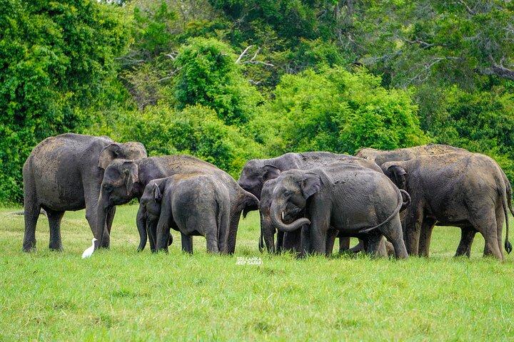 Sigiriya Lion Rock & Evening Safari Full Day Private Tour