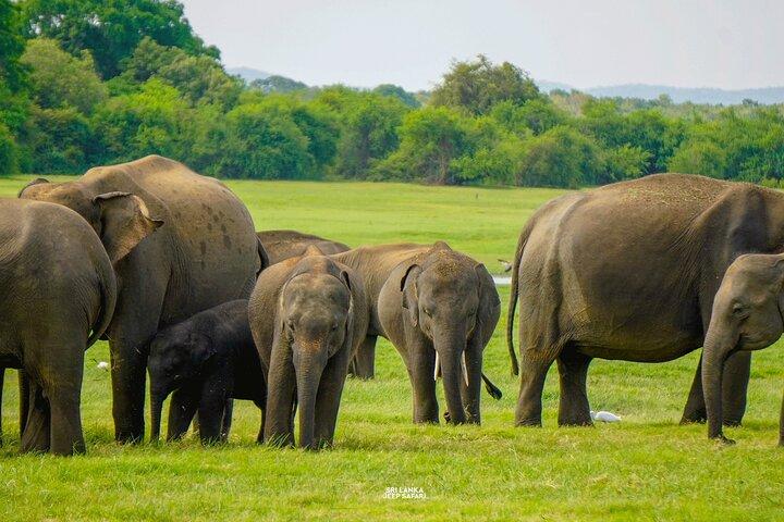Sigiriya Lion Rock & Evening Safari Full Day Private Tour