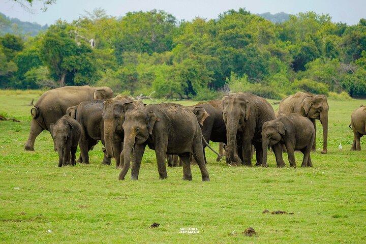 Minneriya National Park Half Day Elephant Safari