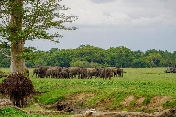 Minneriya National Park Half Day Elephant Safari