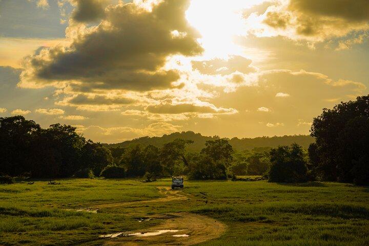 Minneriya National Park Half Day Elephant Safari