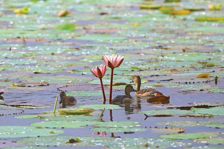 Half Day Tour to Muthurajawela, Lagoon, Dutch Canal and Mangroves