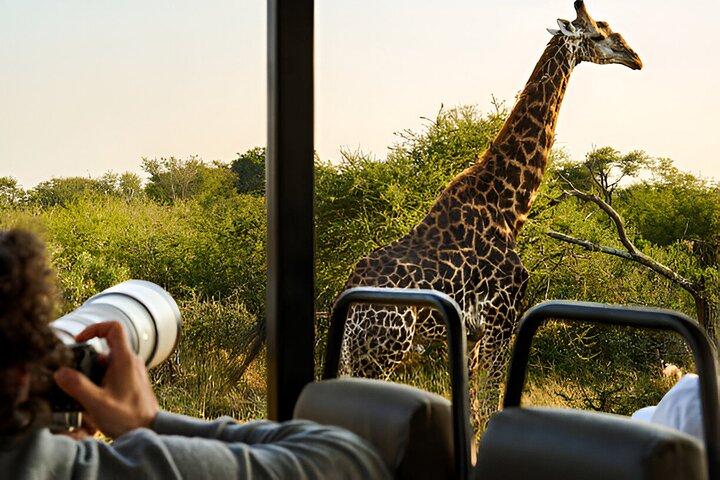 Full Day Pilanesberg Safari from Sun City