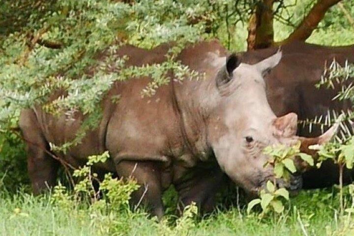 5 Days Maasai Mara Lake Nakuru & Hell's Gate Park Budget Safari