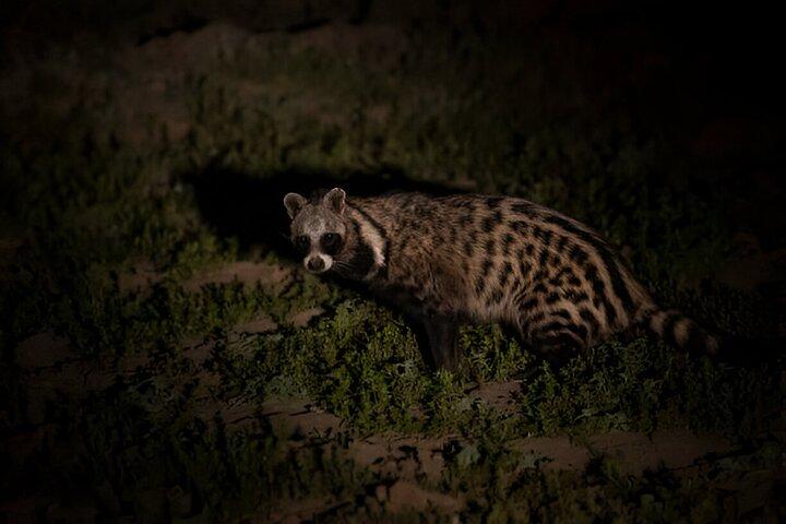 Evening Pilanesberg Night Safari Tour from Sun City