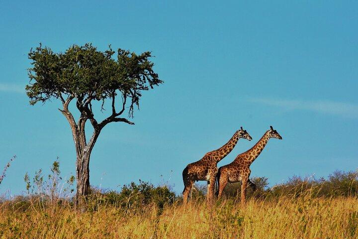 7 Days Mount Kilimanjaro Machame Route